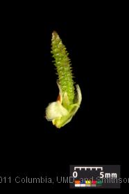 Images of the Virginia Roundleaf Birch (Betula uber) LeafSnap