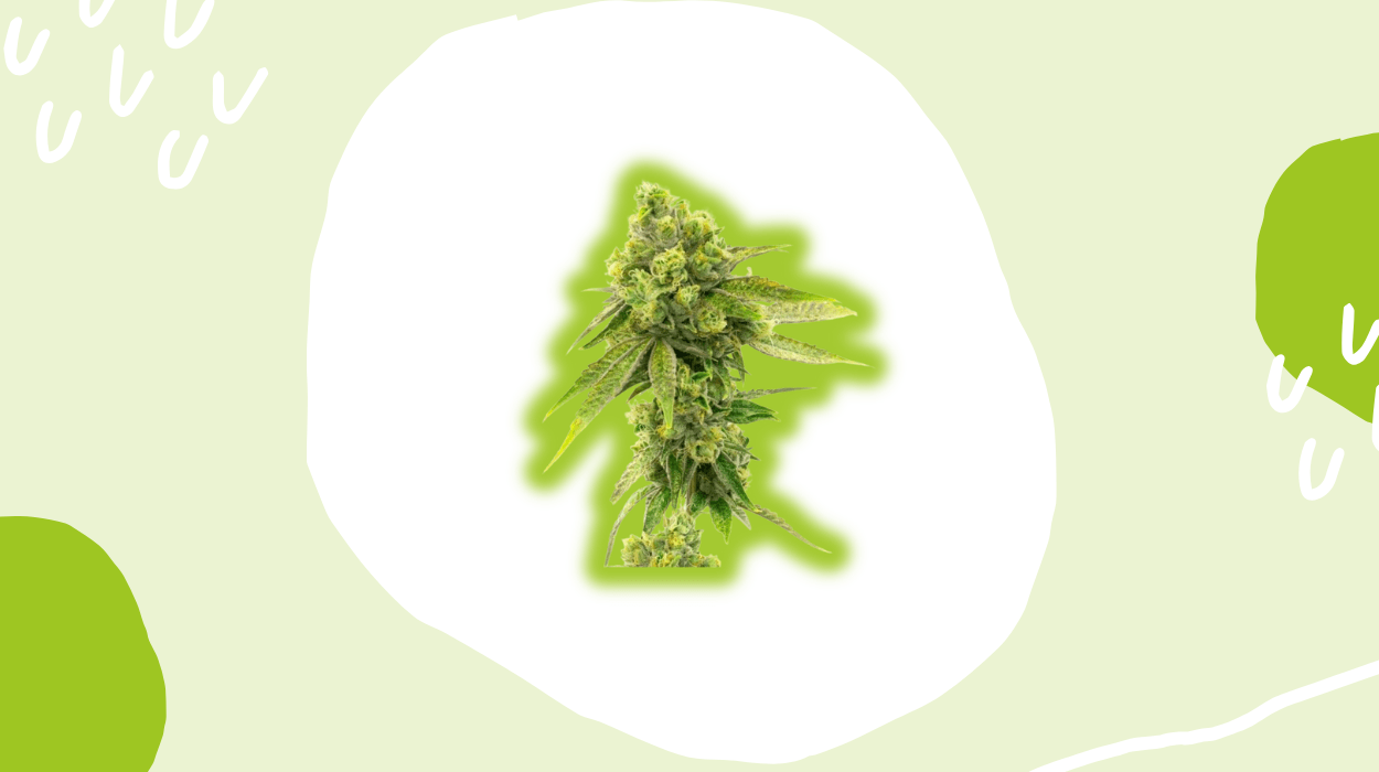 Homegrown Cannabis Review