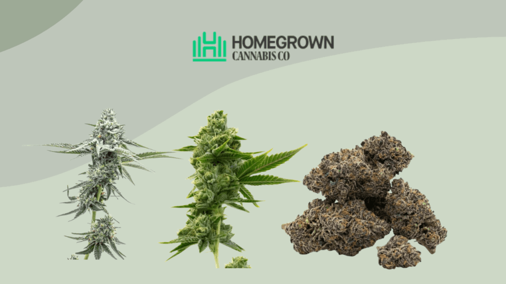 Homegrown Cannabis Review