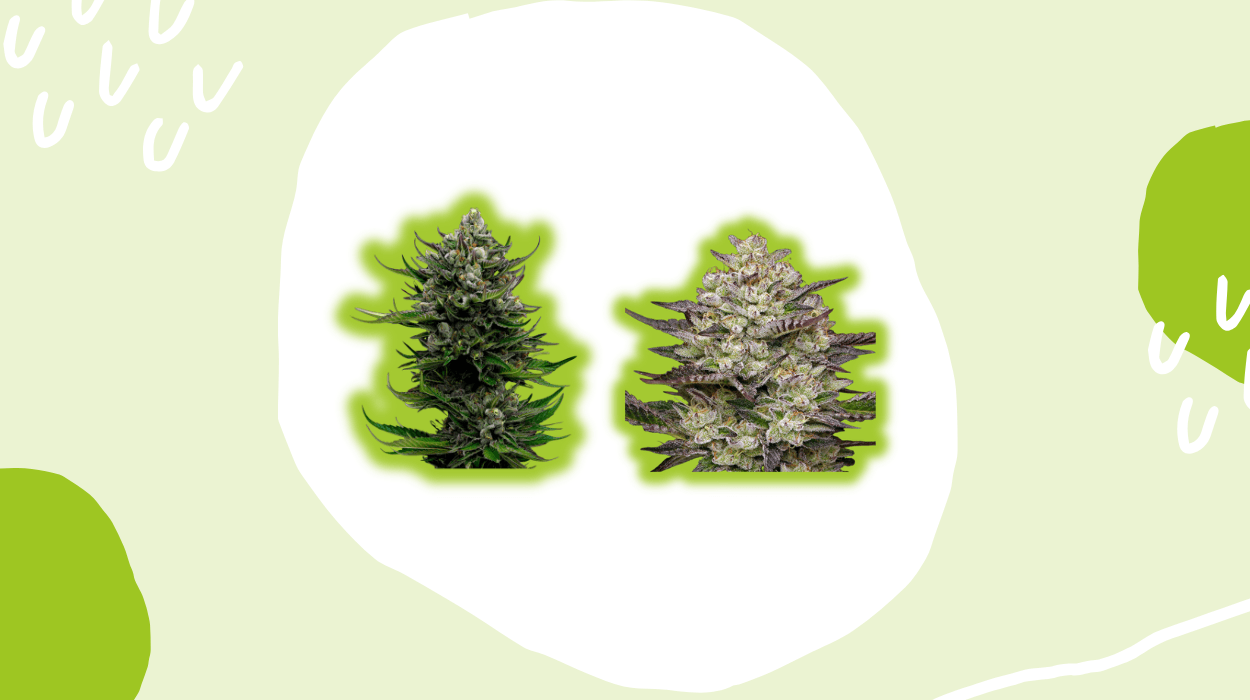Humboldt Seed Company Review