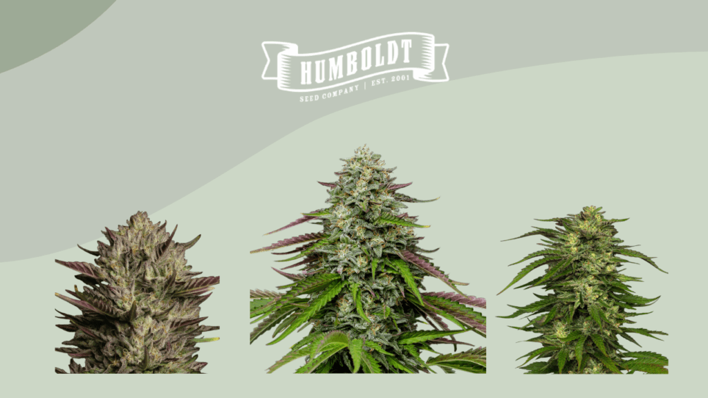 Humboldt Seed Company Review