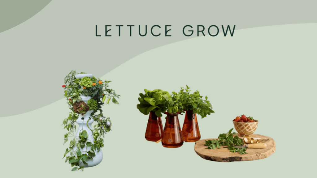 Lettuce Grow Review