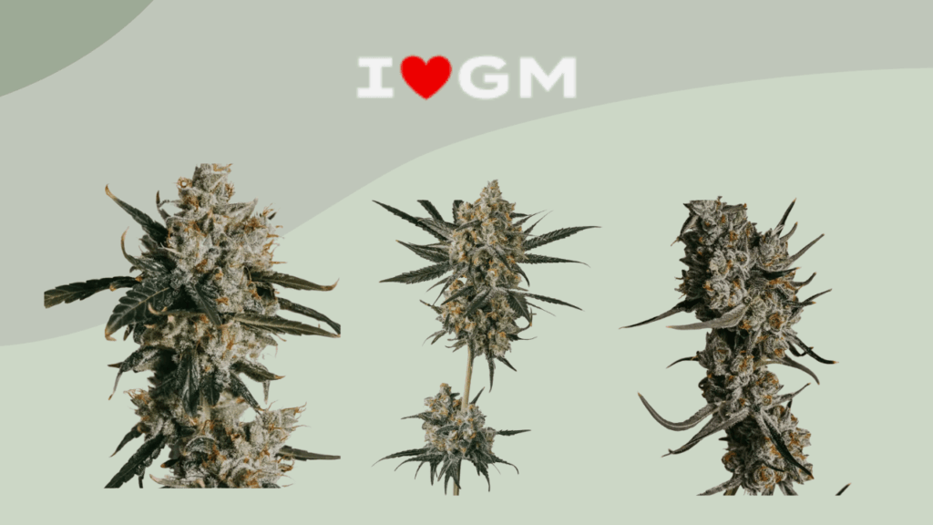 ILGM Reviews