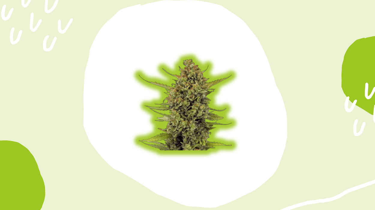 North Atlantic Seeds Review
