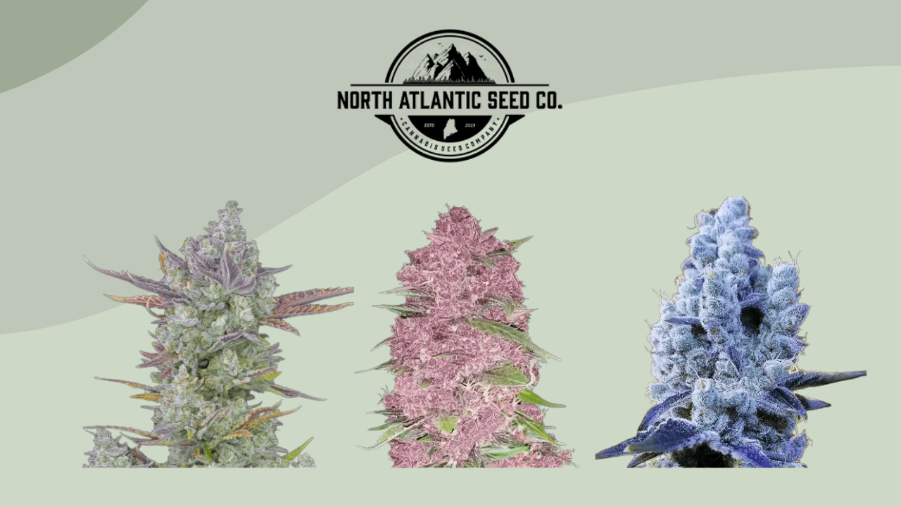 North Atlantic Seeds Review