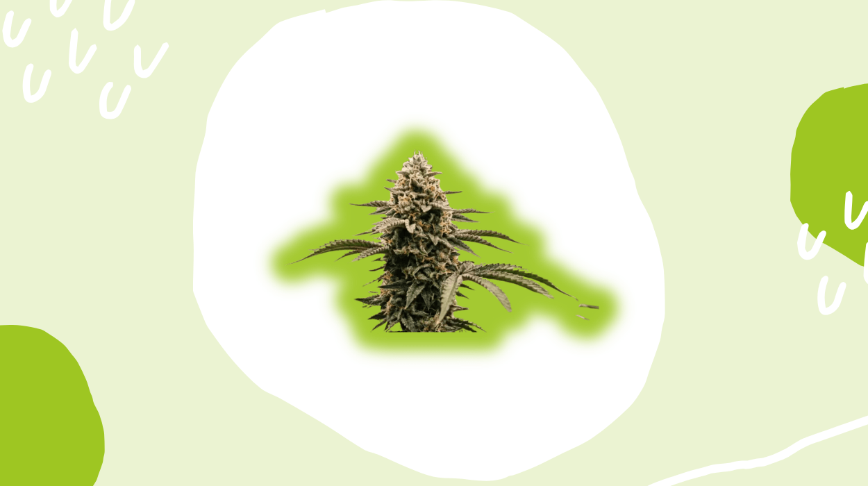 Seeds Here Now Review